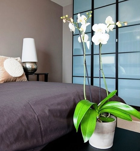 Орхидея в спальне