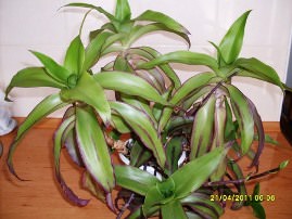 Каллизия - неприхотливое комнатное растение