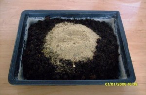 Суміш землі і піску для пересадки спатифілума