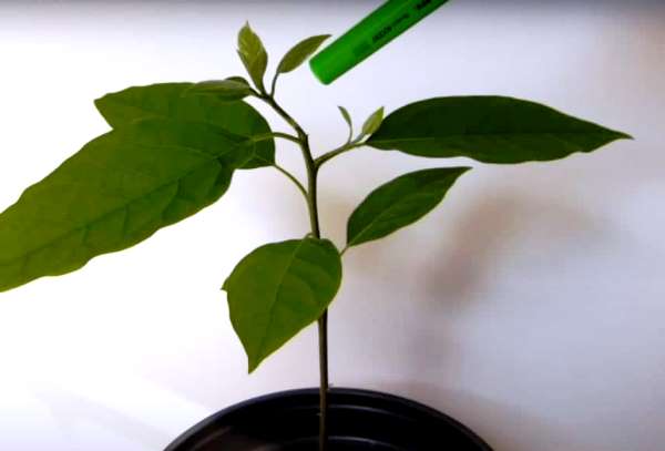Как вырастить авокадо из косточки в домашних условиях