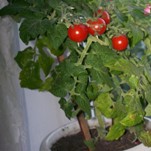 Вырастить помидоры на подоконнике не так уж и сложно