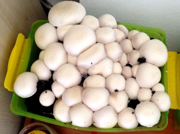 как вырастить грибы в домашних условиях фото