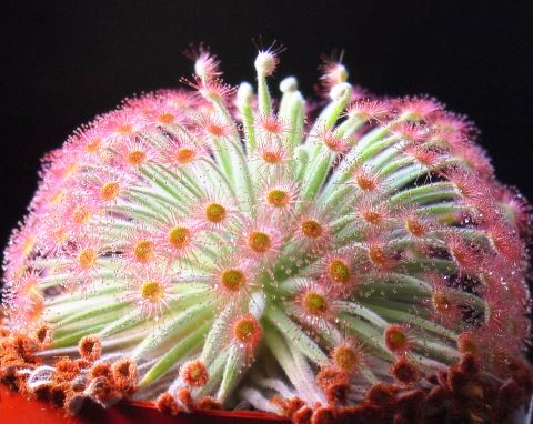 Drosera_derbyensis