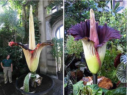 Сама велика квітка в світі