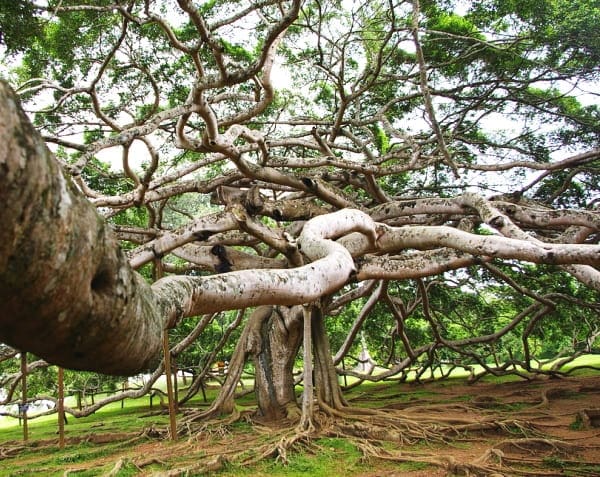дерево баньян фото