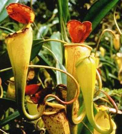  Nepenthes madagascariensis