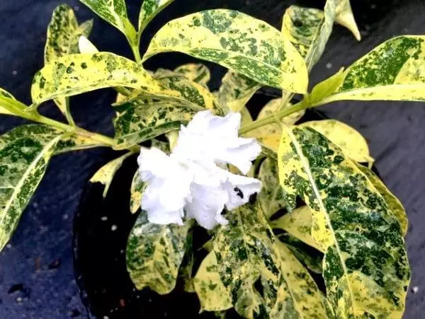 Tabernaemontana divaricata