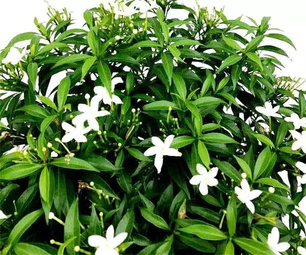 Tabernaemontana фото