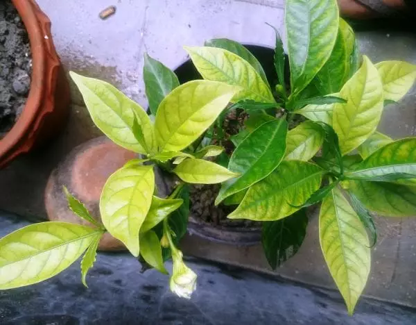 Tabernaemontana divaricata