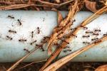 Брос від мурах купити оптом в АгроХім