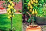 Мини-фруктовые деревья - хит для балконов и террас