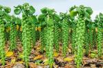 Брюссельская капуста - как выращивать и чем она полезна
