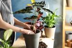 Инвентарь цветовода: топ-5 инструментов для ухода за растениями